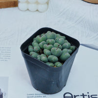 3'' Conophytum Bilobum, Rare Live Succulent Plants