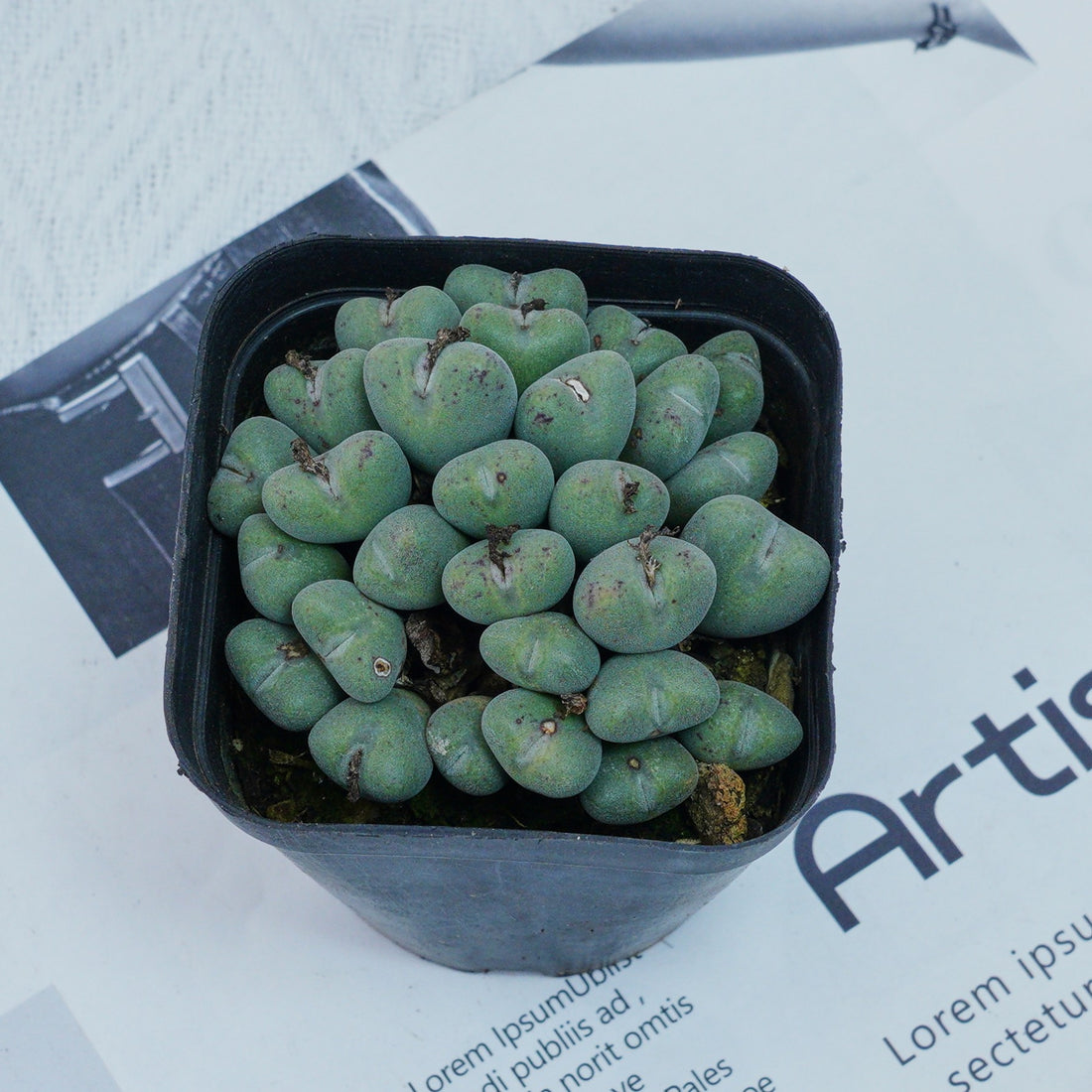3'' Conophytum Bilobum, Rare Live Succulent Plants