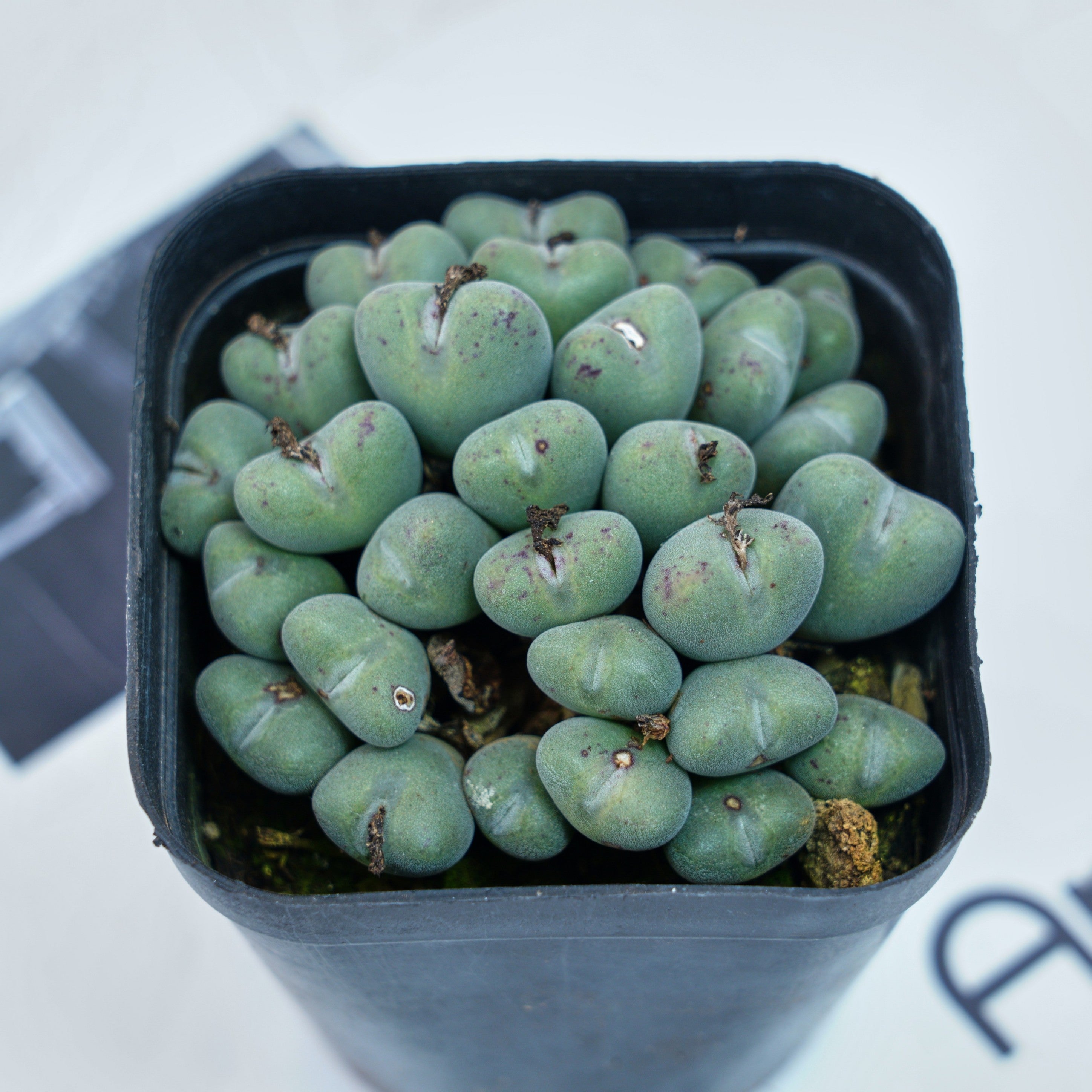 Conophytum bilobum aff .EA272 Rietkloof Conophytum bilobum aff