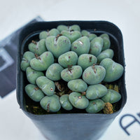3'' Conophytum Bilobum, Rare Live Succulent Plants