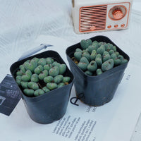 3'' Conophytum Bilobum, Rare Live Succulent Plants