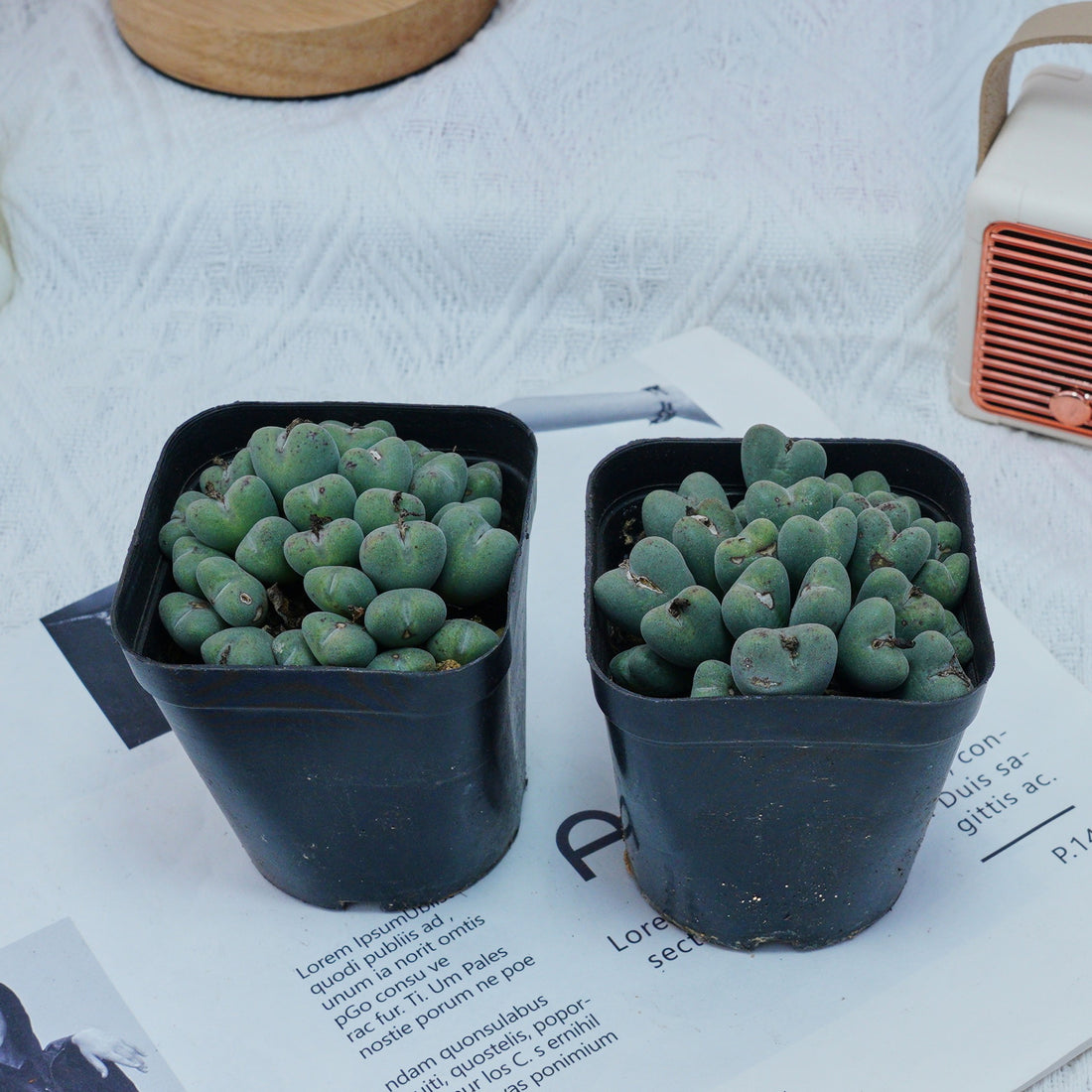 3'' Conophytum Bilobum, Rare Live Succulent Plants