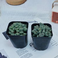3'' Conophytum Bilobum, Rare Live Succulent Plants