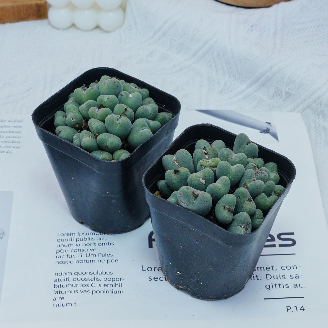 3'' Conophytum Bilobum, Rare Live Succulent Plants
