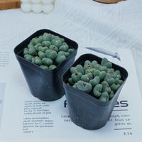 3'' Conophytum Bilobum, Rare Live Succulent Plants