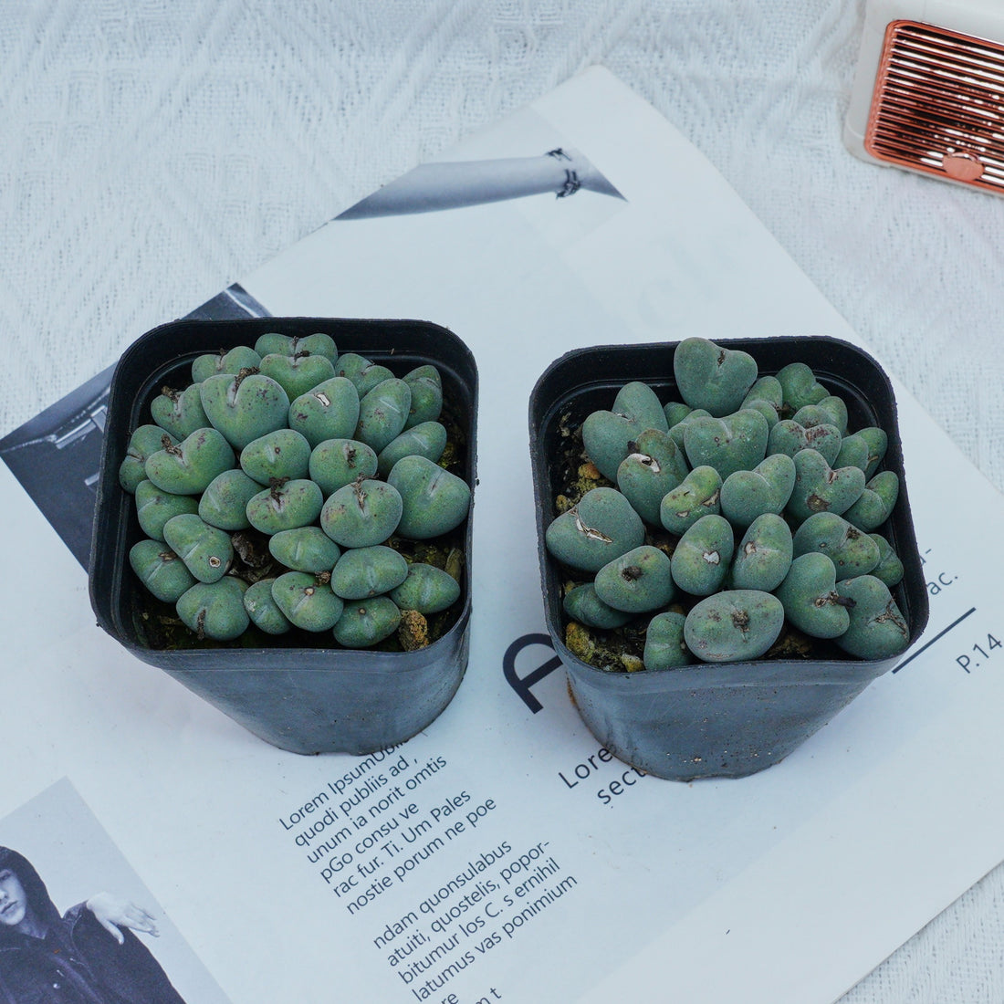 3'' Conophytum Bilobum, Rare Live Succulent Plants