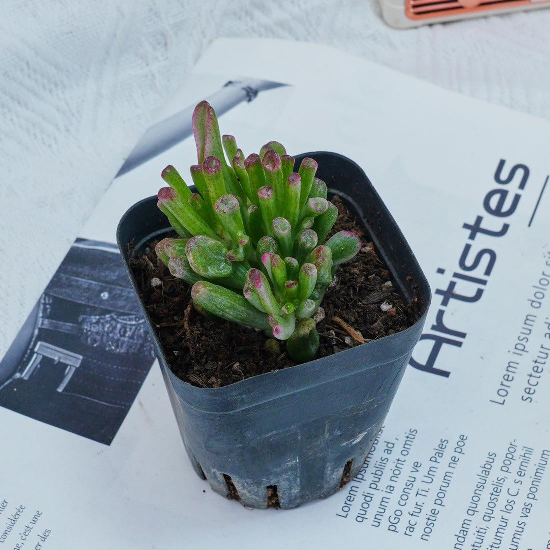 3'' Crassula Obliqua Gollum, Rare Live Succulent Plants