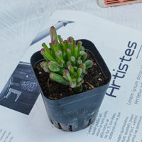 3'' Crassula Obliqua Gollum, Rare Live Succulent Plants