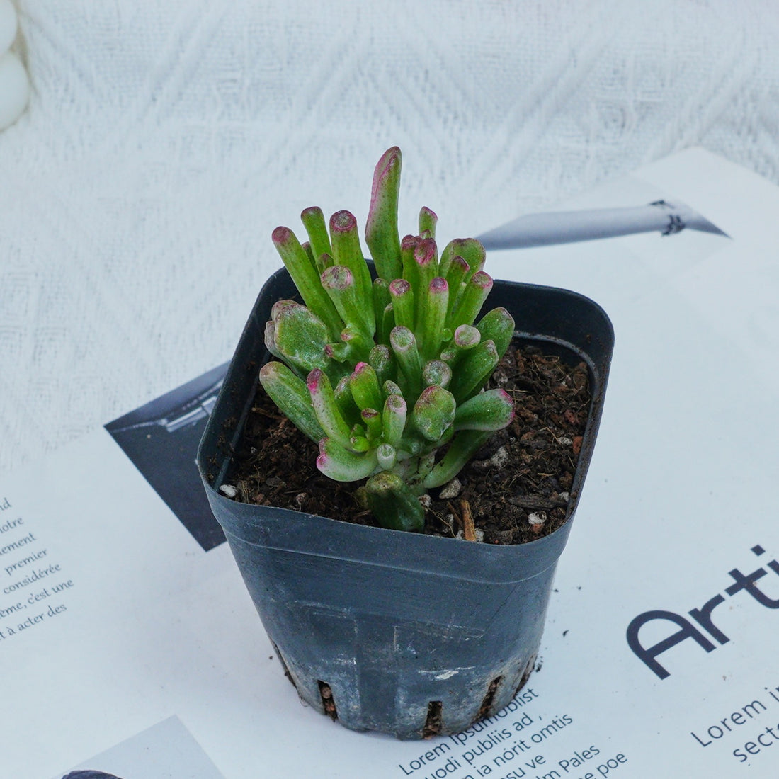 3'' Crassula Obliqua Gollum, Rare Live Succulent Plants