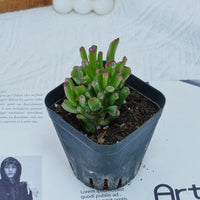 3'' Crassula Obliqua Gollum, Rare Live Succulent Plants