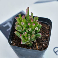 3'' Crassula Obliqua Gollum, Rare Live Succulent Plants