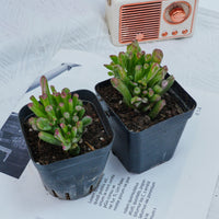 3'' Crassula Obliqua Gollum, Rare Live Succulent Plants