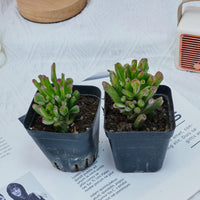 3'' Crassula Obliqua Gollum, Rare Live Succulent Plants