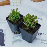 3'' Crassula Obliqua Gollum, Rare Live Succulent Plants