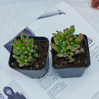 3'' Crassula Obliqua Gollum, Rare Live Succulent Plants