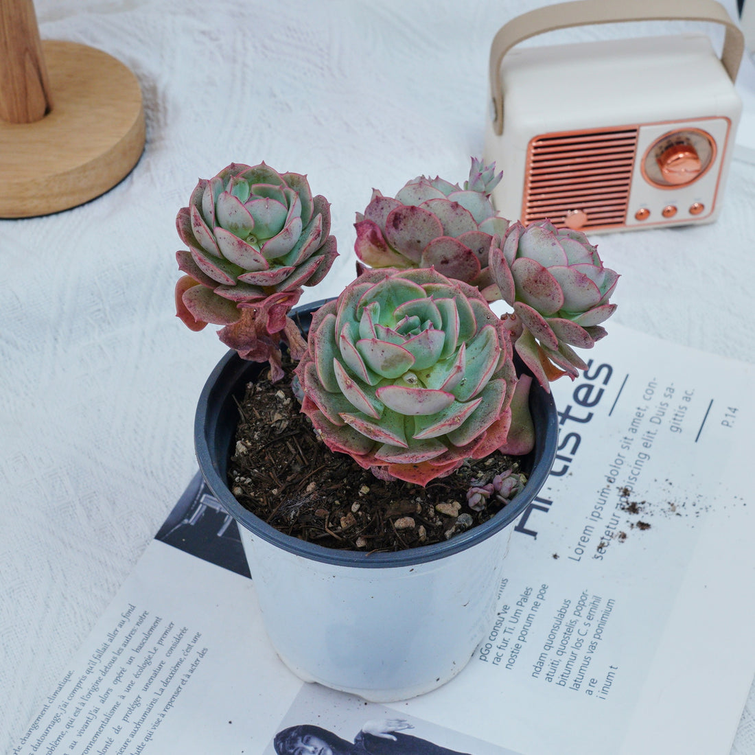 5'' Echeveria Claudia Rose, Rare Live Succulent Plants