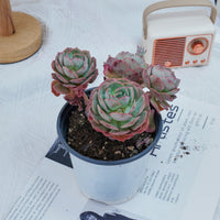 5'' Echeveria Claudia Rose, Rare Live Succulent Plants