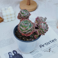 5'' Echeveria Claudia Rose, Rare Live Succulent Plants