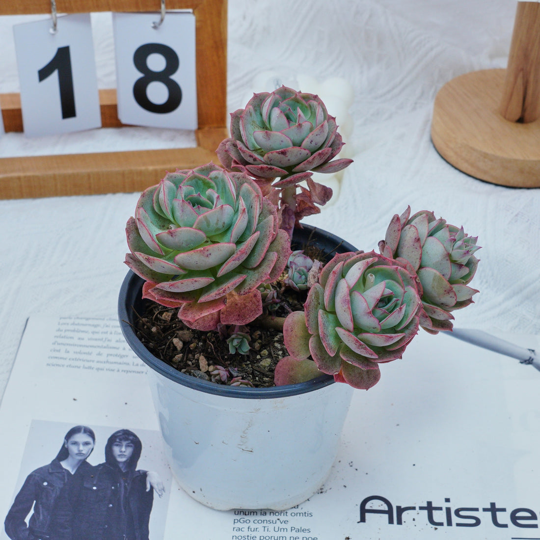 5'' Echeveria Claudia Rose, Rare Live Succulent Plants