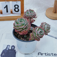 5'' Echeveria Claudia Rose, Rare Live Succulent Plants