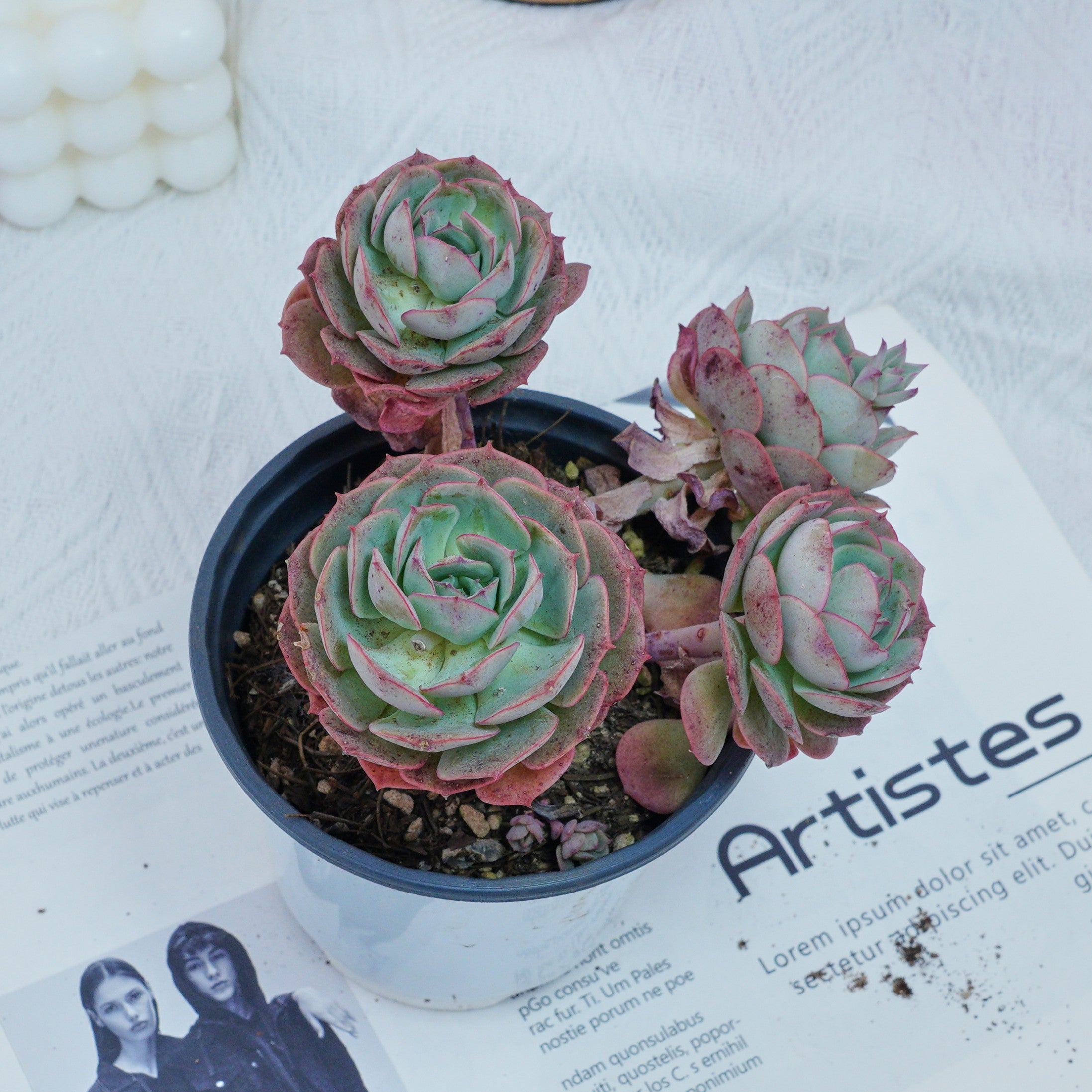 多肉植物　Echeveria 'Claudia' Rose錦 5'' Echeveria Claudia Rose, Rare Live Succulent Plants – cocosucculent