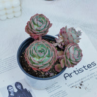 5'' Echeveria Claudia Rose, Rare Live Succulent Plants