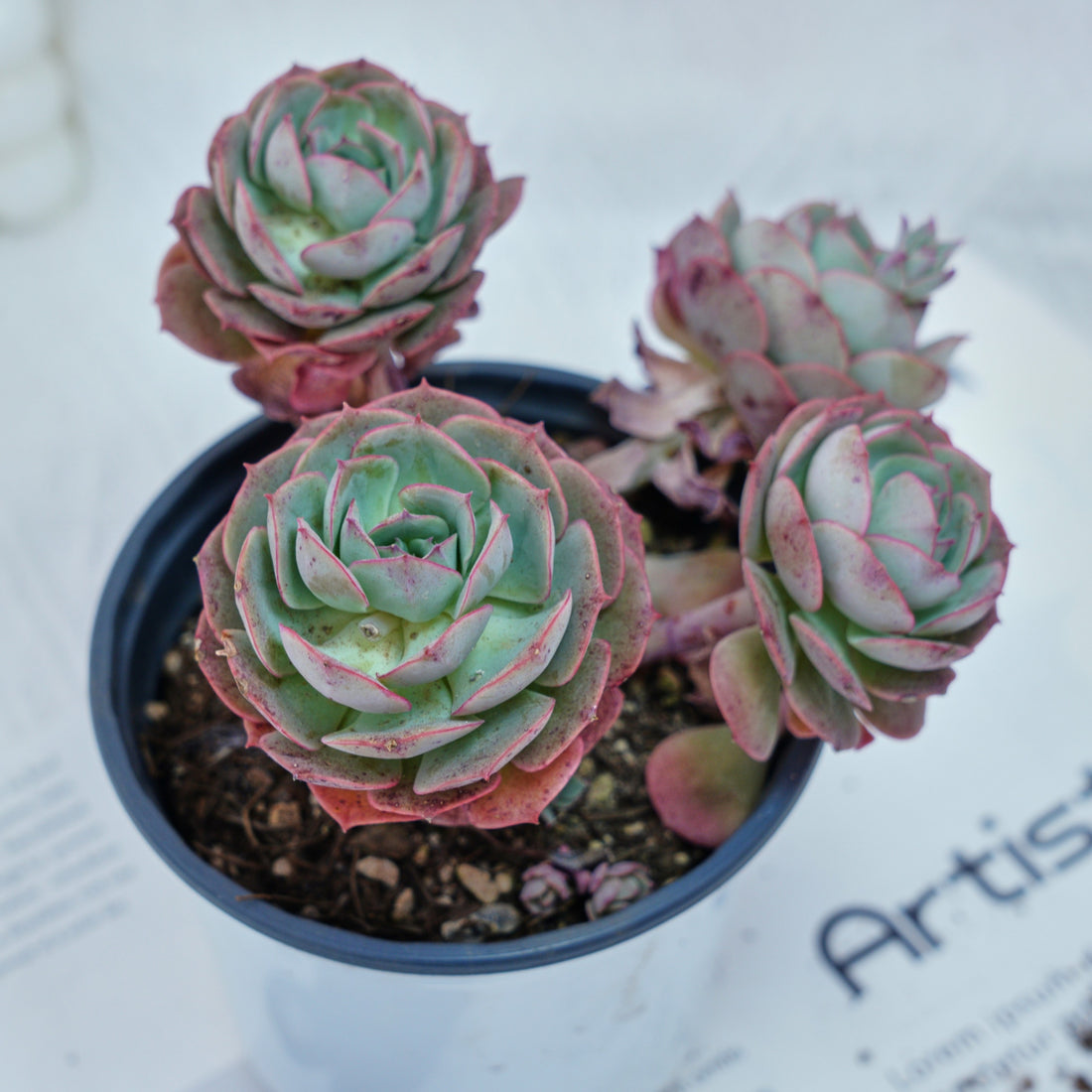 5'' Echeveria Claudia Rose, Rare Live Succulent Plants