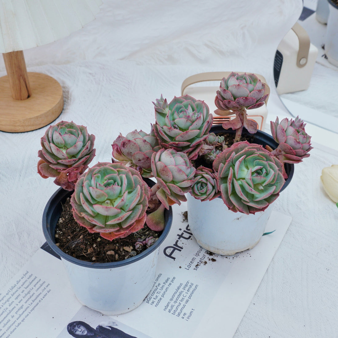 5'' Echeveria Claudia Rose, Rare Live Succulent Plants