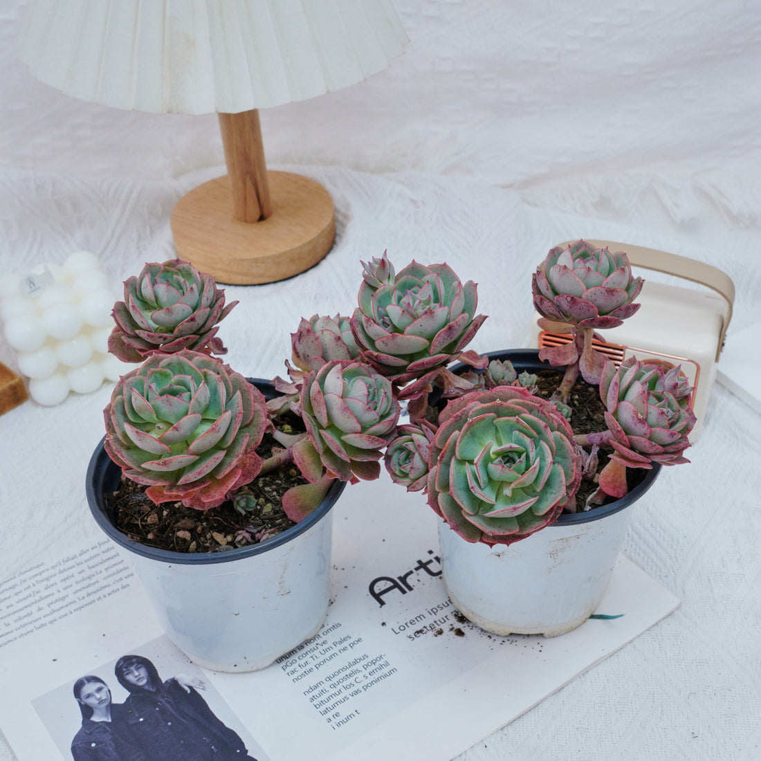 5'' Echeveria Claudia Rose, Rare Live Succulent Plants