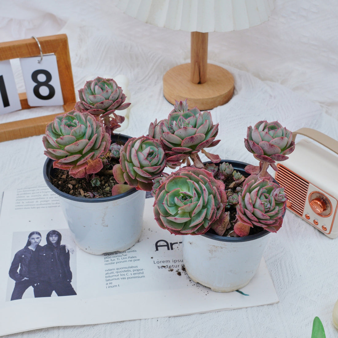 5'' Echeveria Claudia Rose, Rare Live Succulent Plants