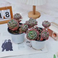 5'' Echeveria Claudia Rose, Rare Live Succulent Plants