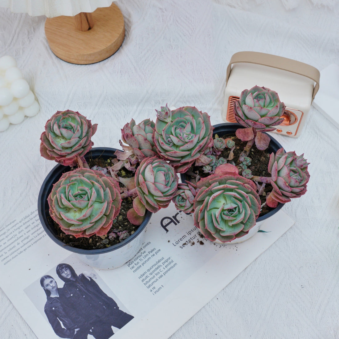 5'' Echeveria Claudia Rose, Rare Live Succulent Plants