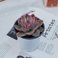 4'' Graptoveria Pink Harry , Rare Live Succulent Plants