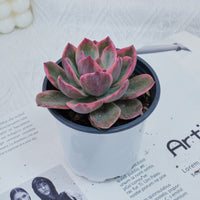 4'' Graptoveria Pink Harry , Rare Live Succulent Plants
