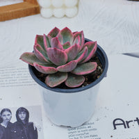 4'' Graptoveria Pink Harry , Rare Live Succulent Plants