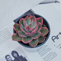 4'' Graptoveria Pink Harry , Rare Live Succulent Plants
