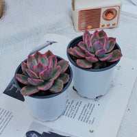 4'' Graptoveria Pink Harry , Rare Live Succulent Plants