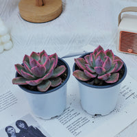 4'' Graptoveria Pink Harry , Rare Live Succulent Plants