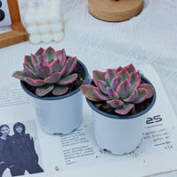 4'' Graptoveria Pink Harry , Rare Live Succulent Plants