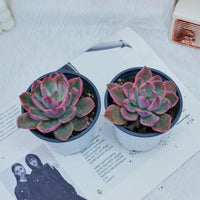 4'' Graptoveria Pink Harry , Rare Live Succulent Plants