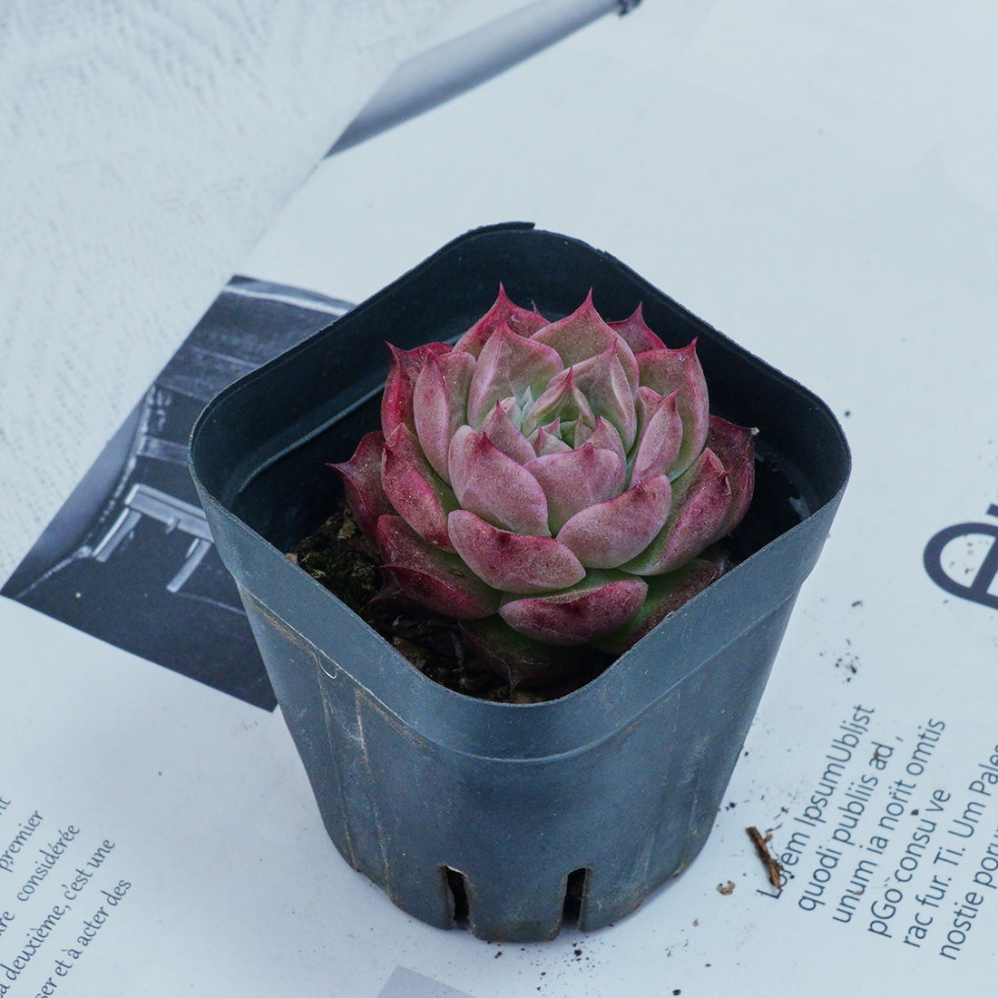 2'' Echeveria Seashell, Rare Live Succulent Plants