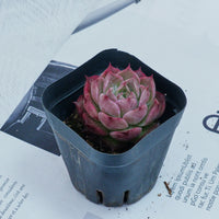 2'' Echeveria Seashell, Rare Live Succulent Plants
