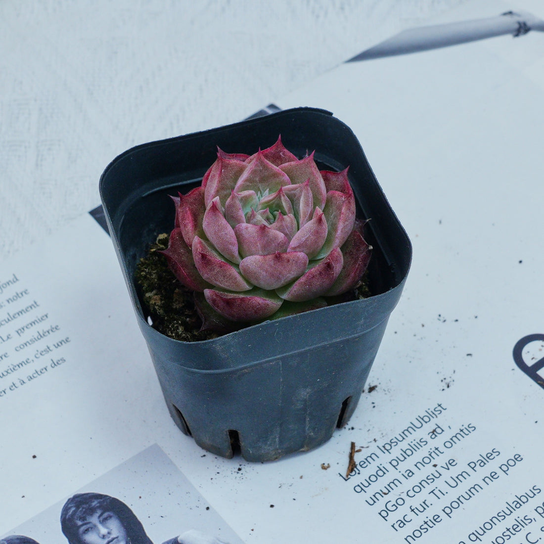 2'' Echeveria Seashell, Rare Live Succulent Plants