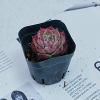 2'' Echeveria Seashell, Rare Live Succulent Plants