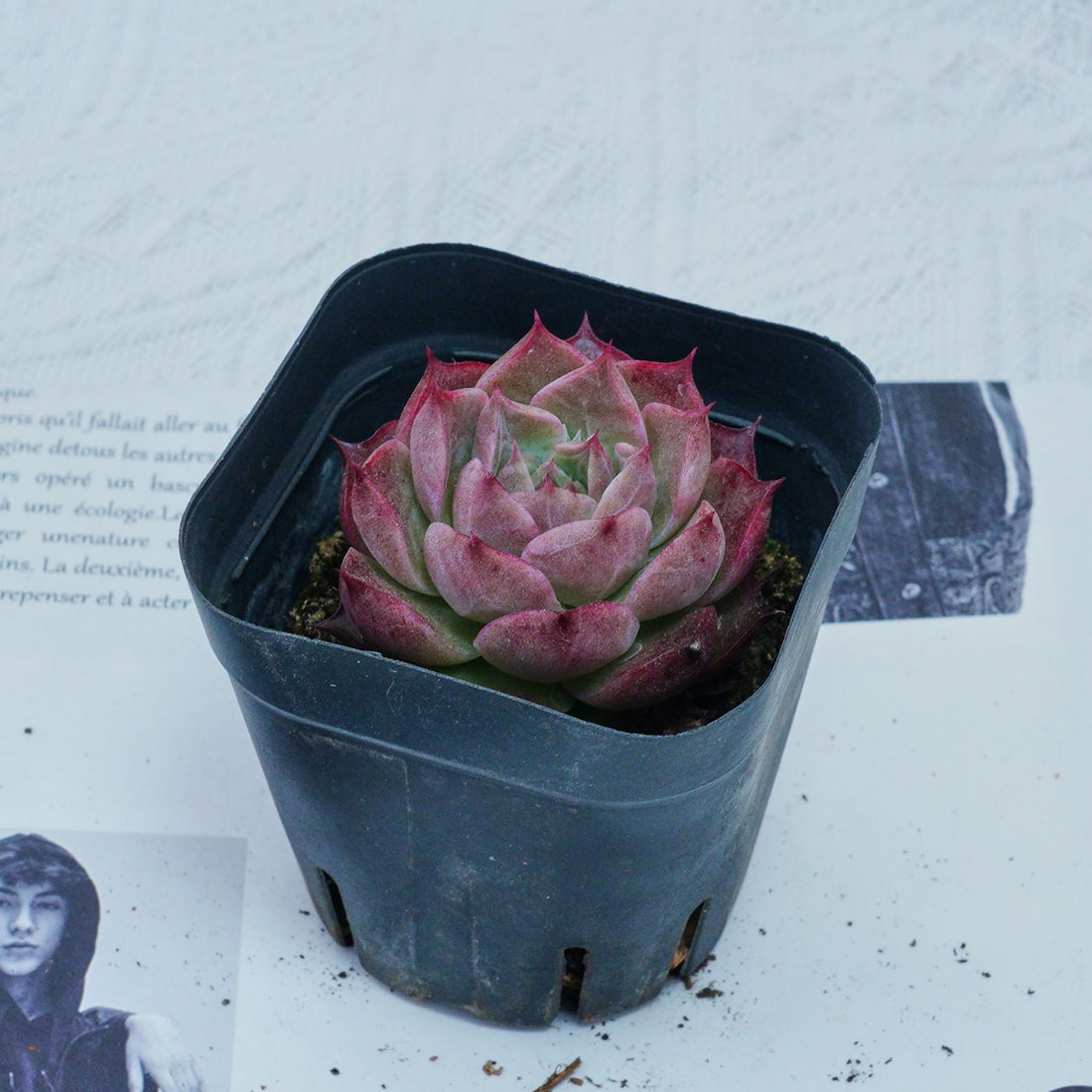 2'' Echeveria Seashell, Rare Live Succulent Plants
