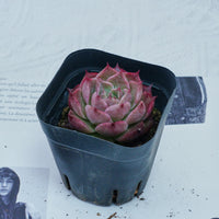 2'' Echeveria Seashell, Rare Live Succulent Plants