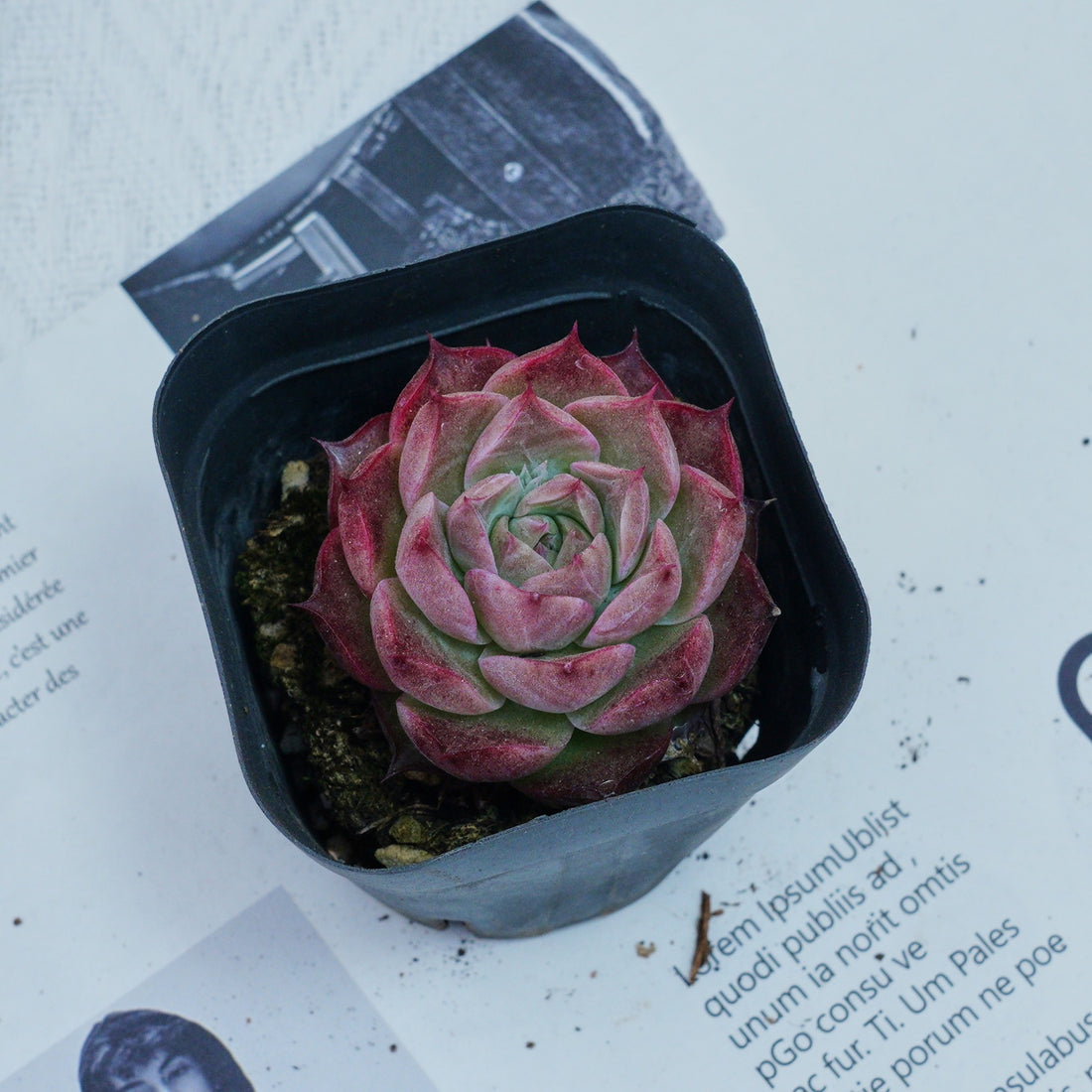 2'' Echeveria Seashell, Rare Live Succulent Plants