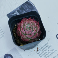 2'' Echeveria Seashell, Rare Live Succulent Plants