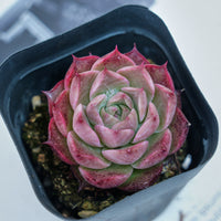 2'' Echeveria Seashell, Rare Live Succulent Plants