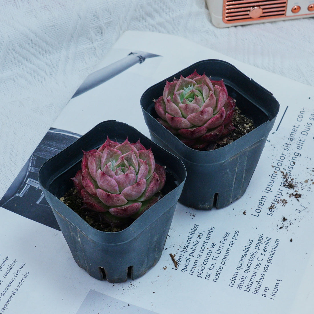 2'' Echeveria Seashell, Rare Live Succulent Plants